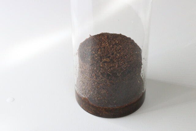 ダイソー 栽培セットやみつきパクチー ダイソーの栽培セットやみつきパクチーの膨らんだ用土