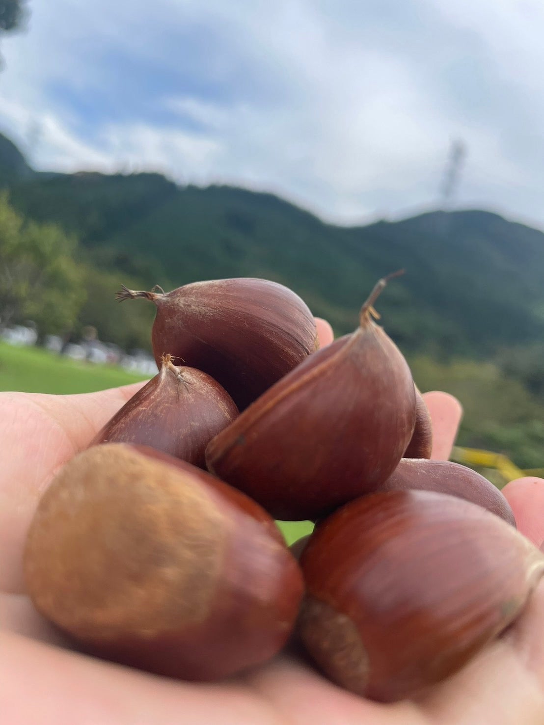 松島かのん「おすすめの栗・芋スイーツ！」（提供写真）