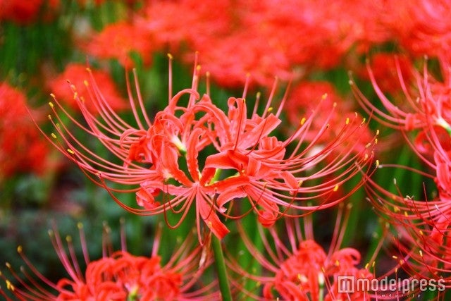 曼珠沙華（18万本）／画像提供：富士急行