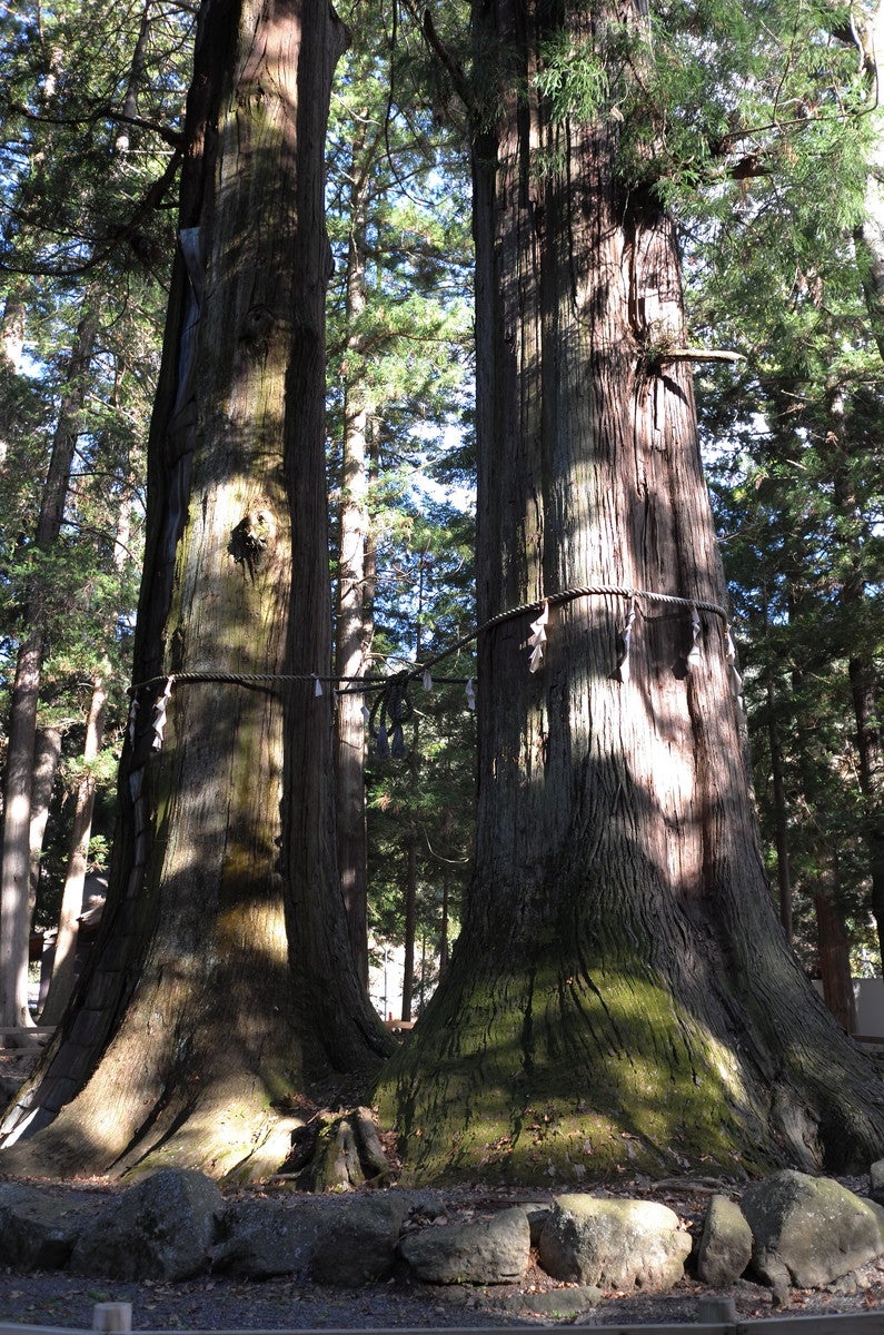 男女杉（夫婦杉）（提供画像）