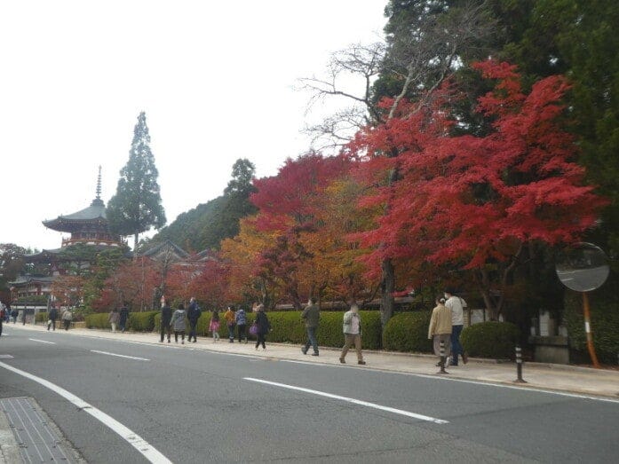 高野山内の国道沿いで見られる紅葉・黄葉。のんびりとした散策を楽しめます(2021年11月6日撮影)