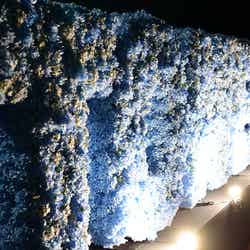 花と光のムーブメント/提供画像