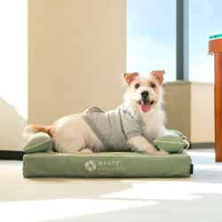 愛犬用ベッド/画像提供:ハイアット リージェンシー 大阪