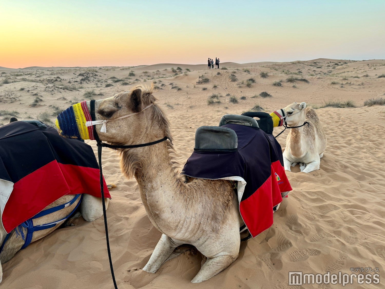 砂漠ツアー（C）モデルプレス