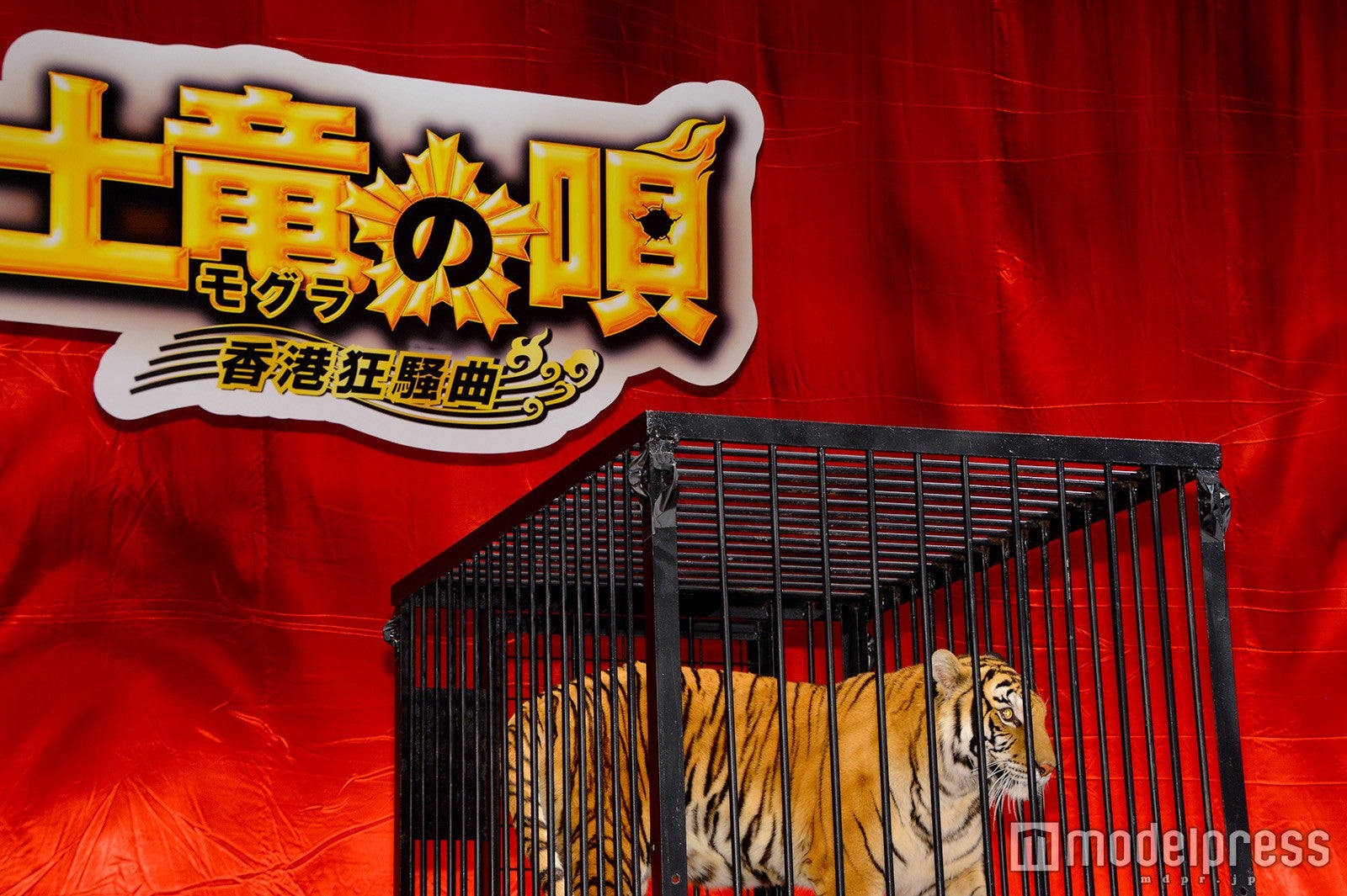 アンジー （C）モデルプレス