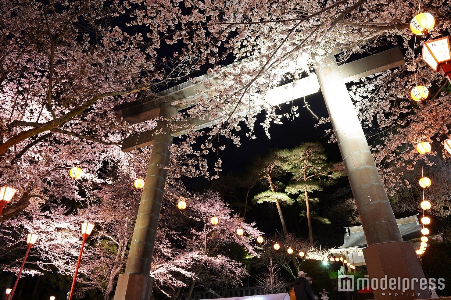 幻想的な夜桜にため息…春の鬼怒川温泉で桜ライトアップ