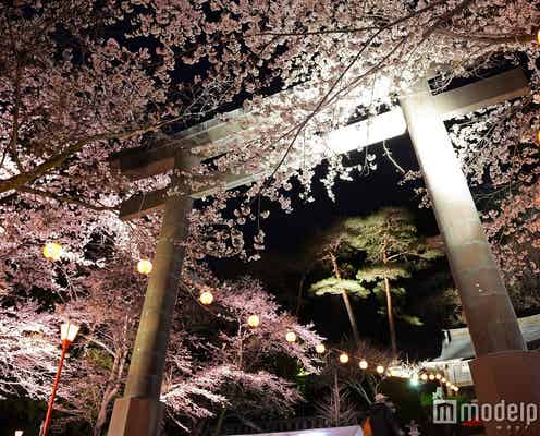 幻想的な夜桜にため息…春の鬼怒川温泉で桜ライトアップ