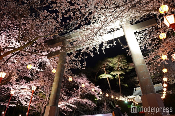 幻想的な夜桜にため息 春の鬼怒川温泉で桜ライトアップ 女子旅プレス 幻想的な夜桜にため息 春の鬼怒川温泉で桜ライトアップ 女子旅プレス