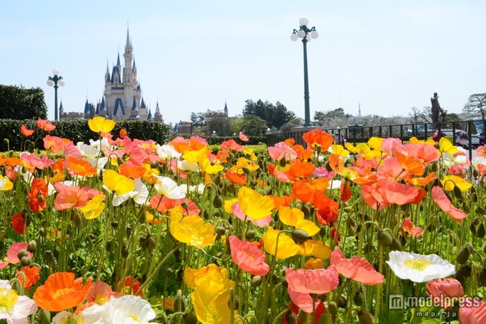 色とりどりの花が咲くディズニーランド