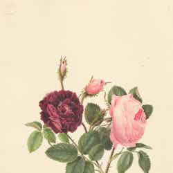 東京都庭園美術館/提供:東京都庭園美術館