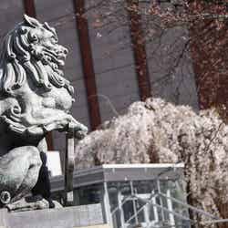 日本橋の桜/画像提供:日本橋桜フェスティバル実行委員会