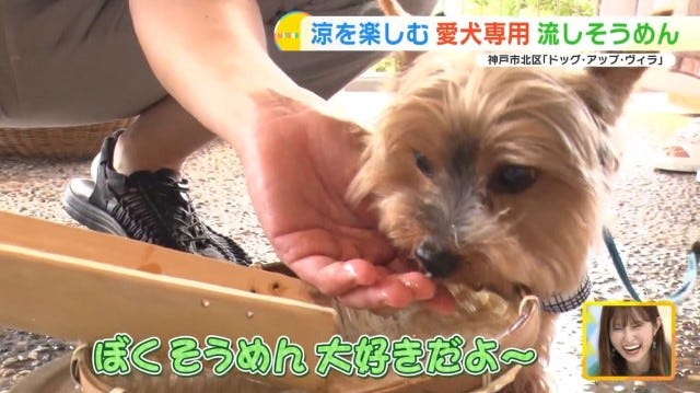 まだ思い出作りできてない人は必見！愛犬と楽しむ“流しそうめん”