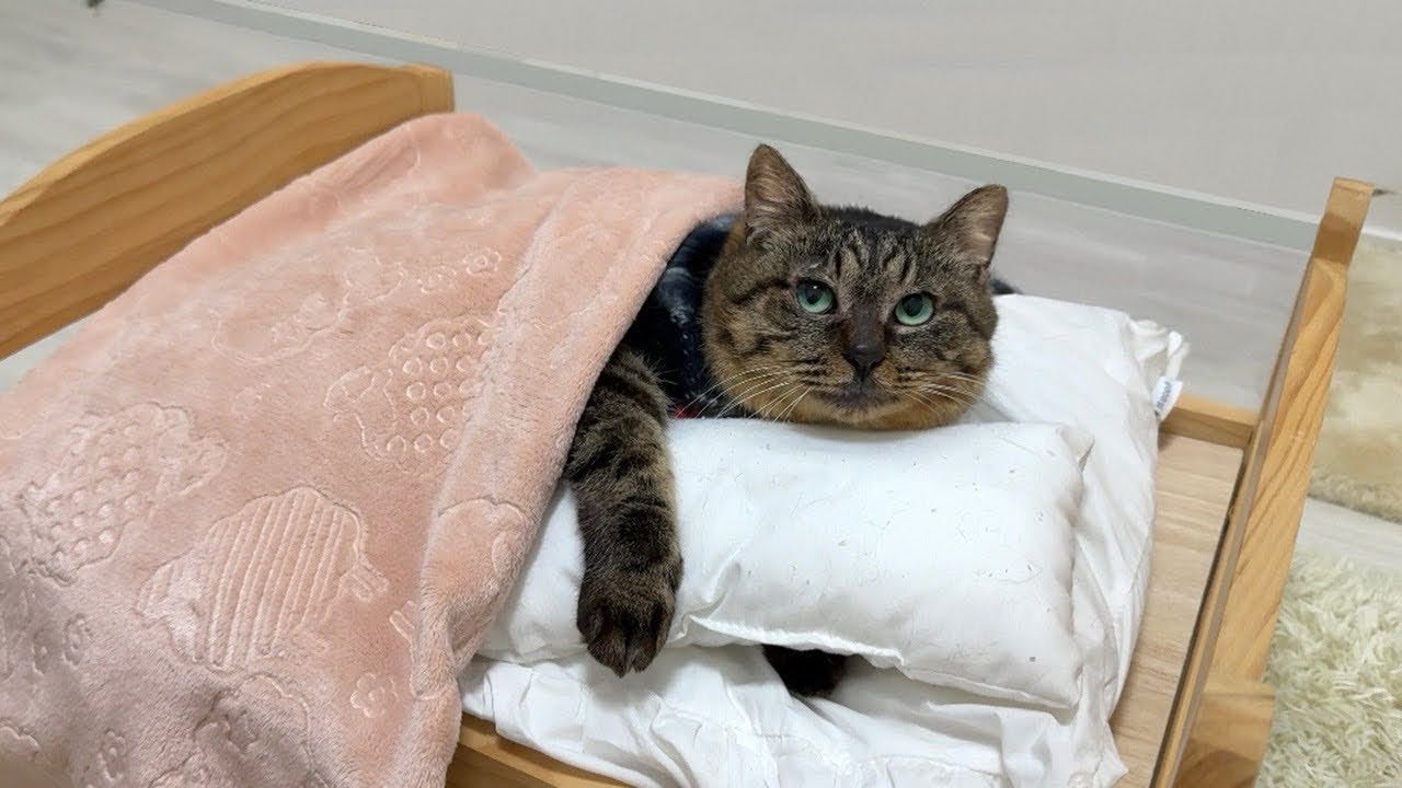 保護猫にベッドをプレゼント！初めてのベッドを見た反応は・・・？