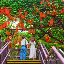 ガーデンズ・バイ・ザ・ベイ(C)モデルプレス