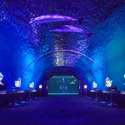 NOCTURNAL LOUNGE/画像提供:横浜八景島