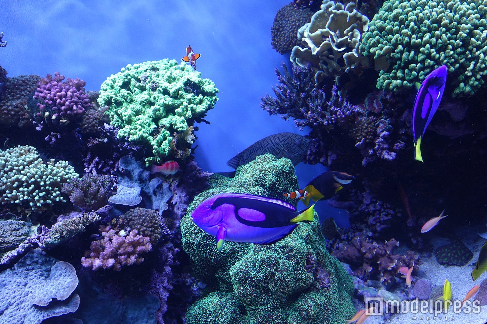 「モントレーベイ水族館」（C）モデルプレス