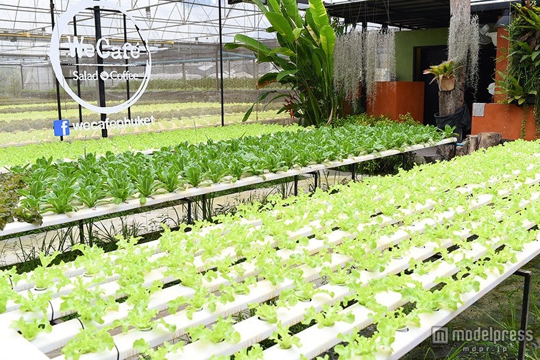 カフェに隣接する自社農園