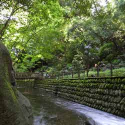 等々力渓谷/Photo by hirosakurai