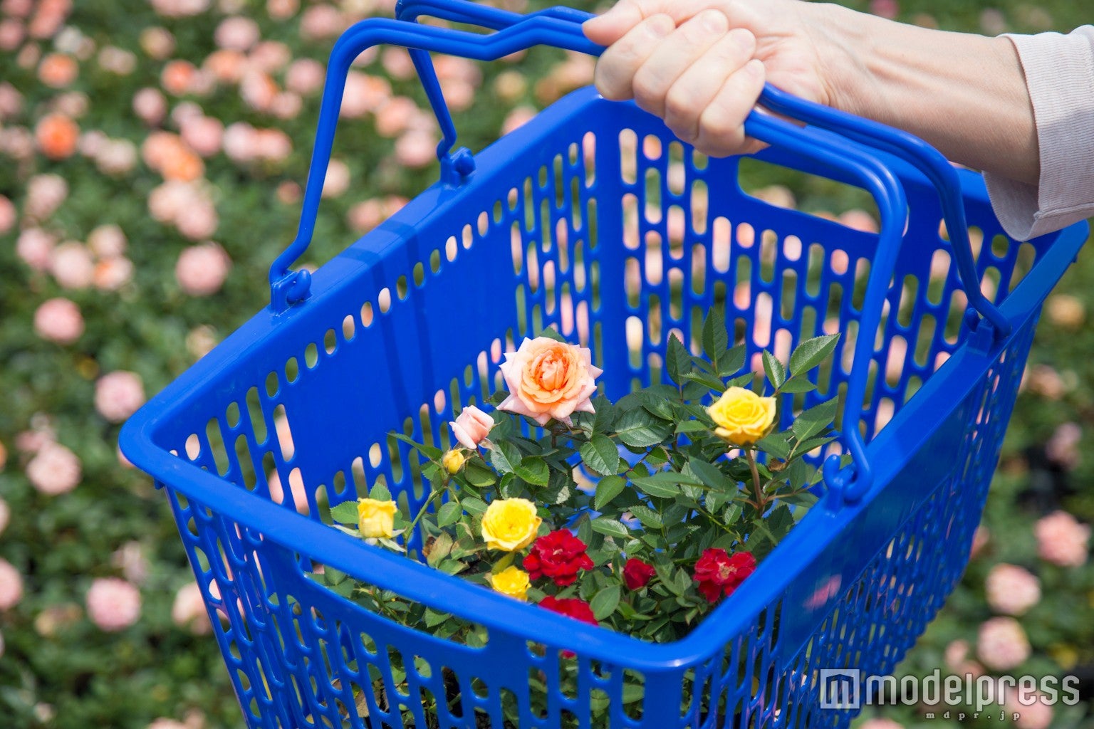 ローズマーケット／画像提供：ハウステンボス