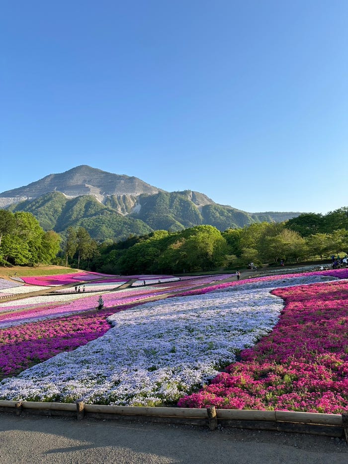 夢咲めろあ「花って儚いからやっぱり見に行きたくなるものらしい」(提供写真)