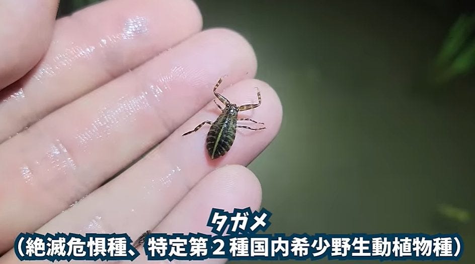 【生物の】マーシーが3年間無農薬の田んぼで絶滅危惧種を発見！？【天国】