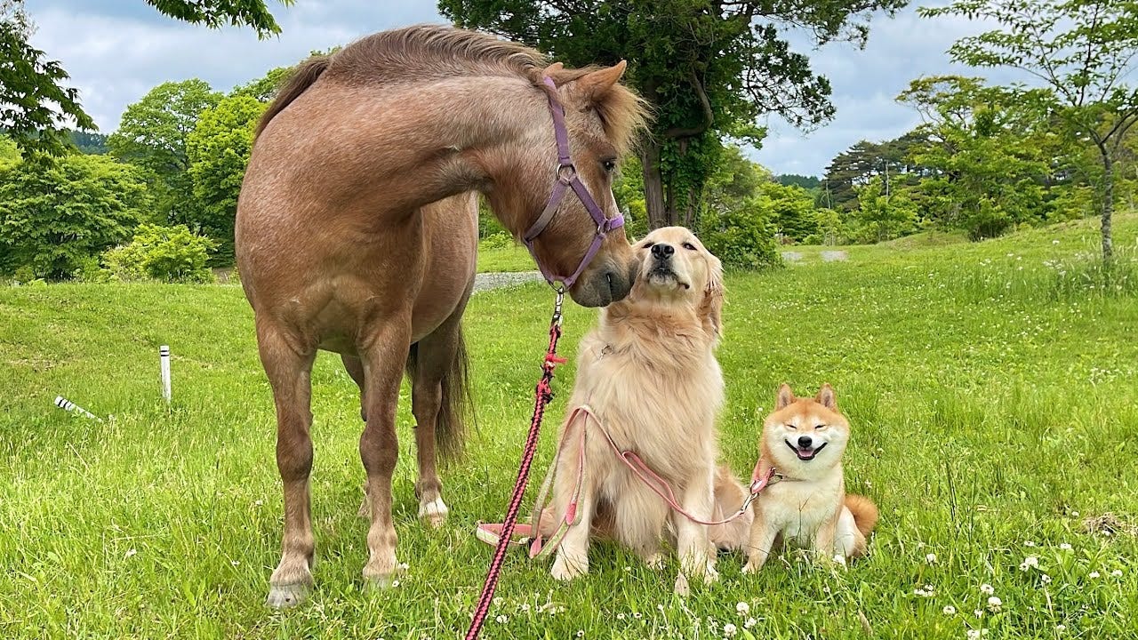 種族を超えた絆！？犬＆馬の仲の良さがかわいすぎる！