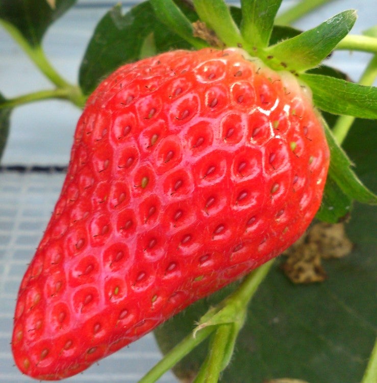 ふくはる香／画像提供：株式会社 横浜赤レンガ