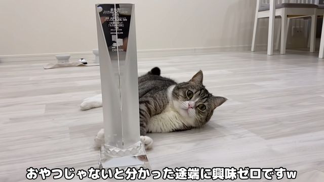 もちまる日記 動物写真集の年間ランキング1位でお祝い動画公開 総合でも動物で唯一のトップ10入り モデルプレス