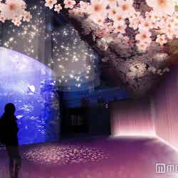 「大水槽」の大空間が鮮やかなピンク色に変身／画像提供：京都水族館