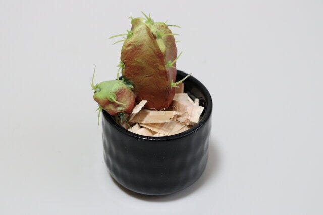 ミニ植木鉢（2号、5.5cm）　使用例