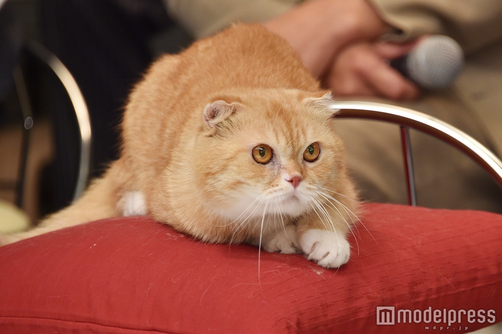 （C）モデルプレス