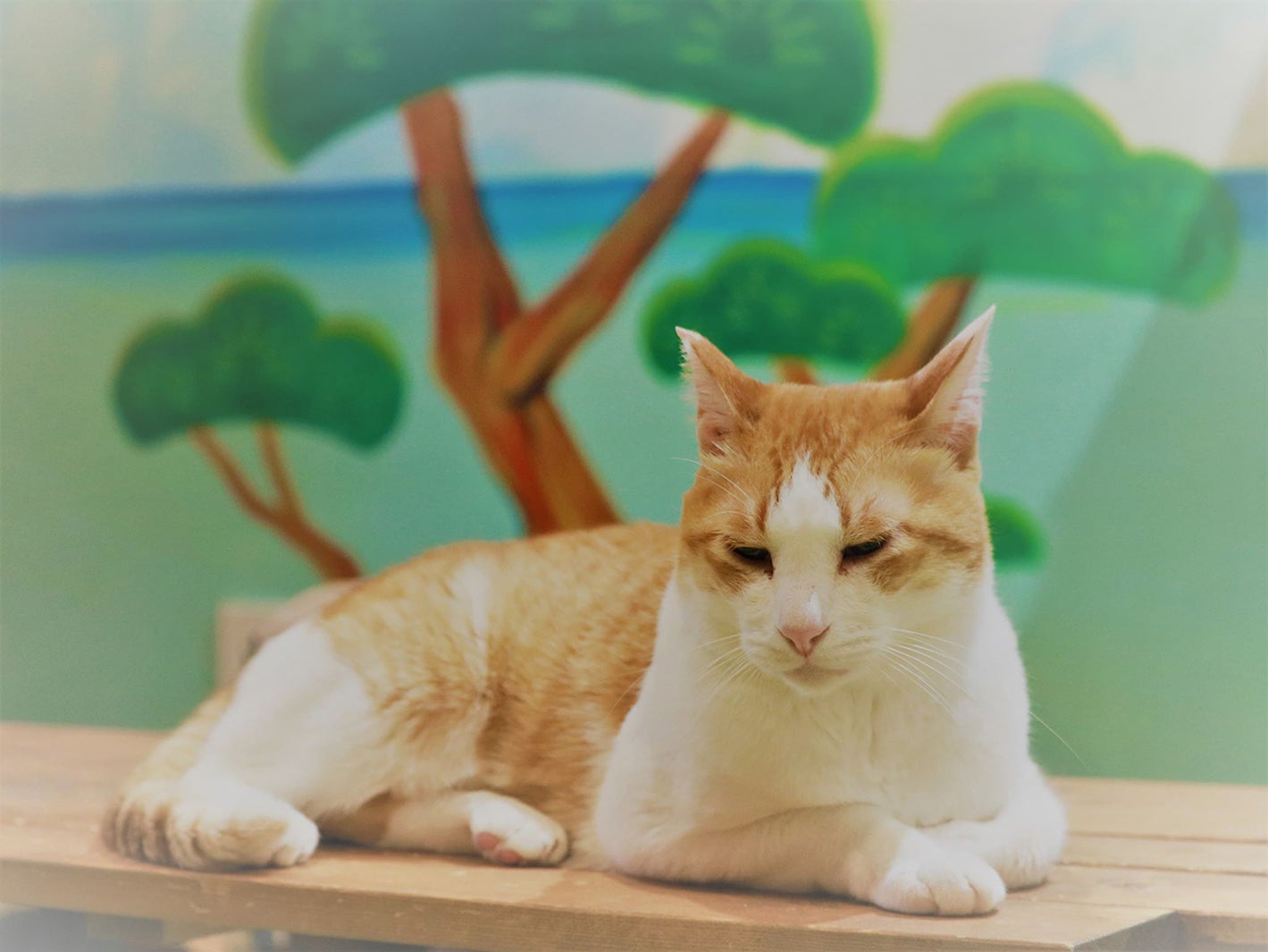 ねこ浴場／画像提供：ネコリパブリック