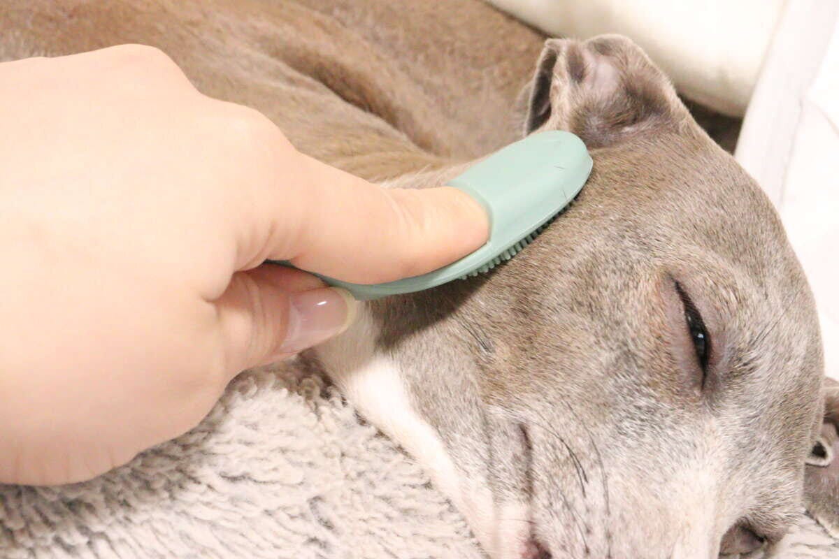 グレーの犬が目を閉じて気持ちよさそうに、指ブラシで頭を撫でられている グレーの犬が目を閉じて気持ちよさそうに、指ブラシで頭を撫でられている