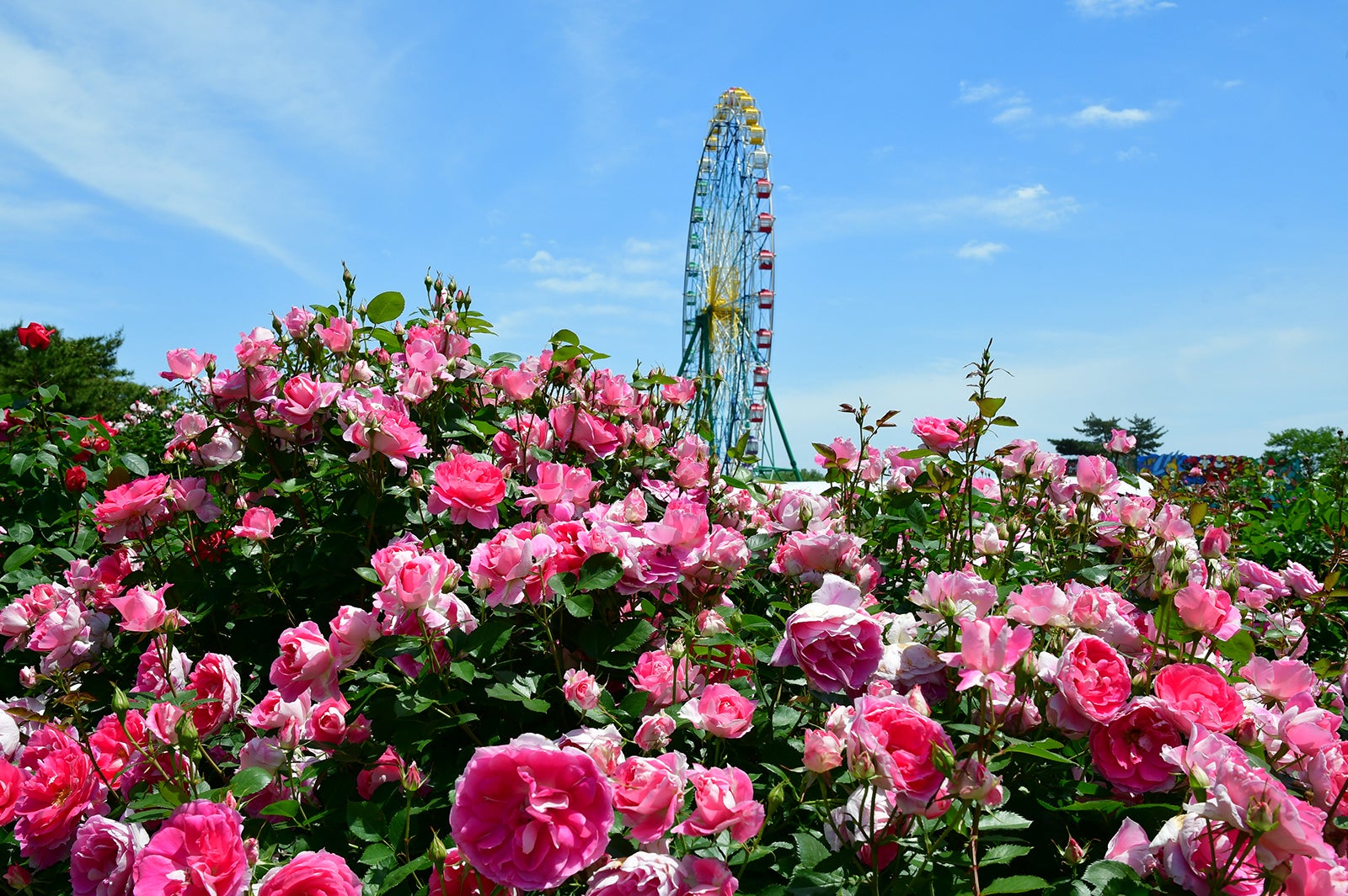 国営ひたち海浜公園／提供画像