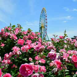 国営ひたち海浜公園/提供画像