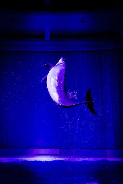 夜のイルカ&アシカショー[オーシャンナイトライブ] （提供画像）