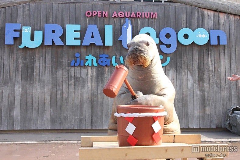 セイウチのお餅つき／画像提供：横浜八景島