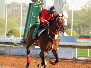 【サウジC】フォーエバーヤングが最終追いに備えてダート調整 「いい意味で浮き沈みがなくいい感じ」