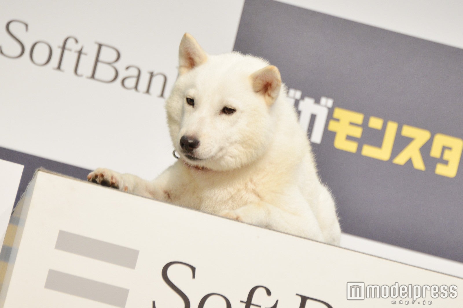 白戸家のお父さん（C）モデルプレス