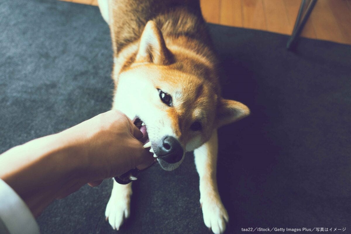 犬・飼い犬・柴犬