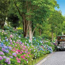 あじさい祭/画像提供:ハウステンボス