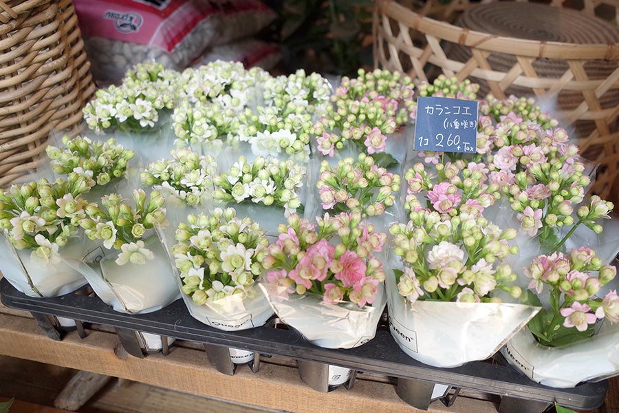 MIKAN カランコエ