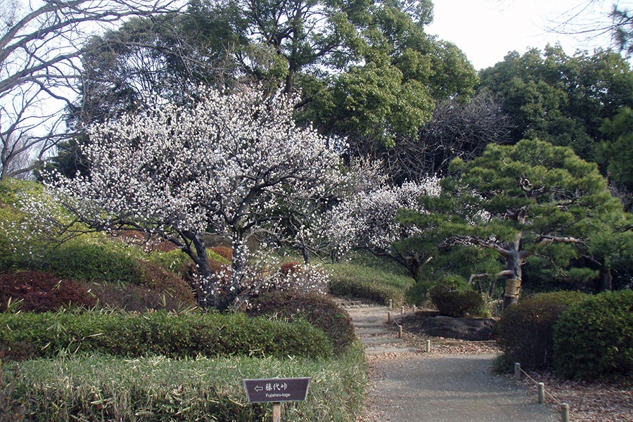 六義園の梅