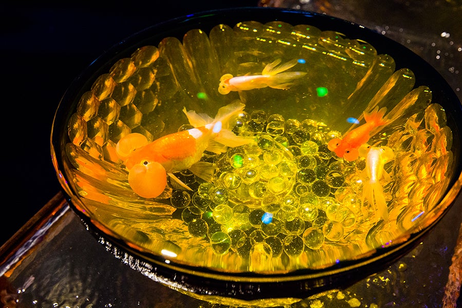 日本橋ナイトアクアリウム11