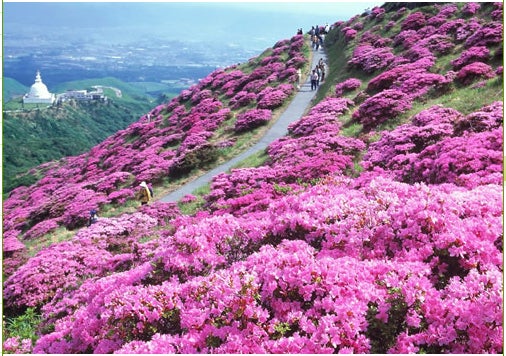 仙酔峡／「阿蘇阿蘇ドットコム」オフィシャルサイトより