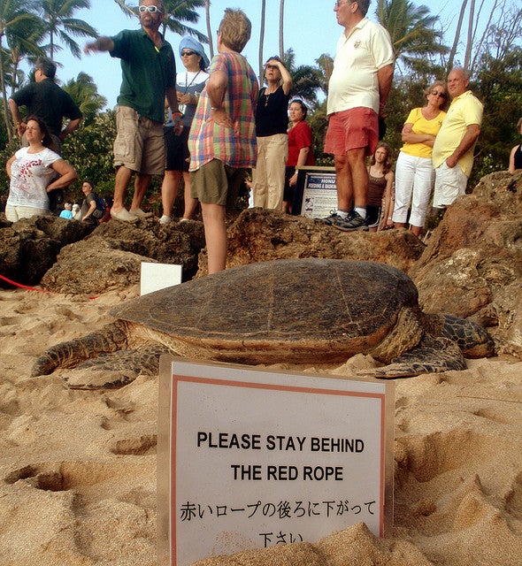 Laniakea Beach by jongela19
