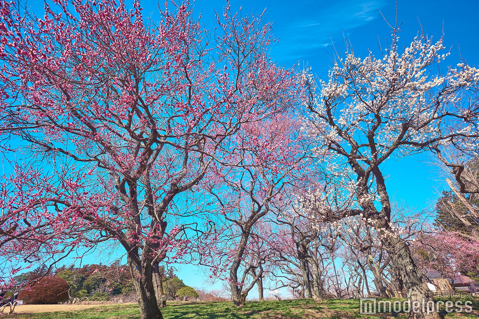 偕楽園／梅の開花シーズンは例年2月～3月下旬ころまで※写真は2月下旬（C）モデルプレス