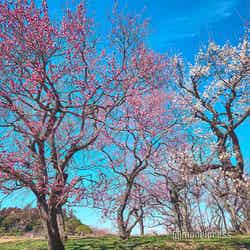 偕楽園／梅の開花シーズンは例年2月～3月下旬ころまで※写真は2月下旬（C）モデルプレス