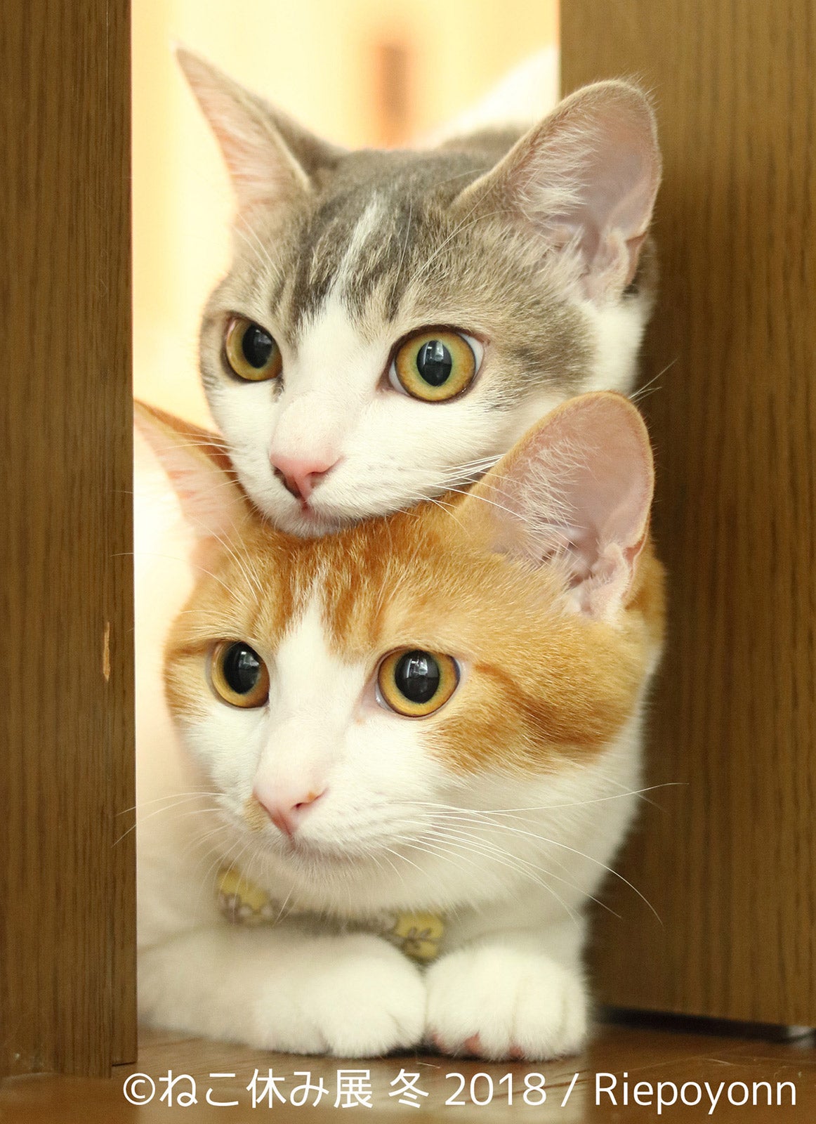 展示作品／画像提供：株式会社BACON