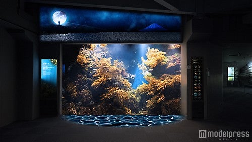 魚たちとの夢がはじまる［相模湾ゾーン／岩礁水槽］／画像提供：新江ノ島水族館